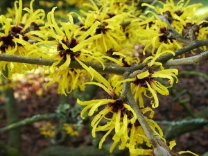 Uses and Benefits of Witch Hazel