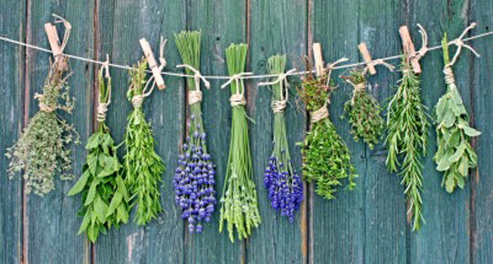 Hanging_Herbs