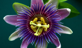 Passion Flower – The Calming Herb