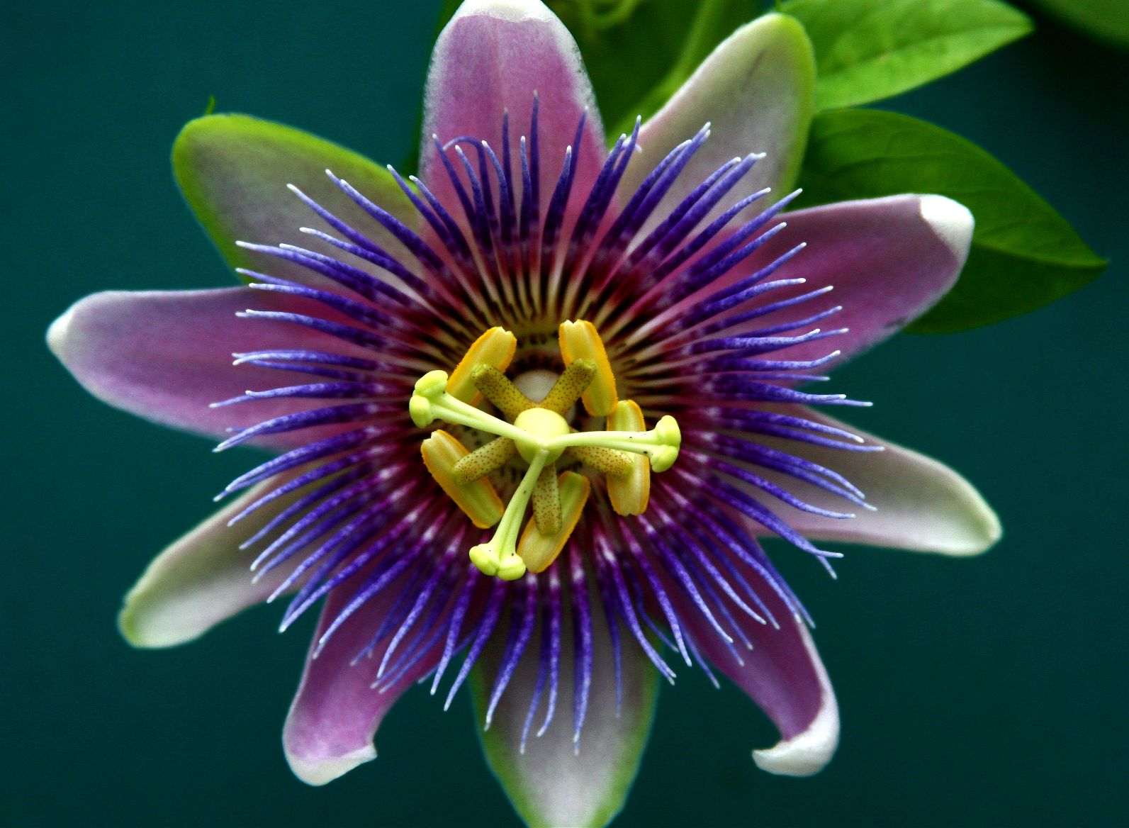 Passion Flower – The Calming Herb | Top Natural Remedies