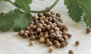 Coriander Seeds – A Spice with Benefits
