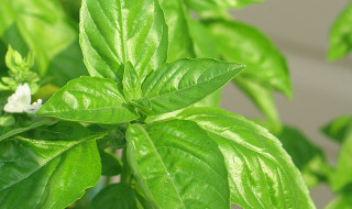 Basil – The Best Remedy for Coughs and Colds