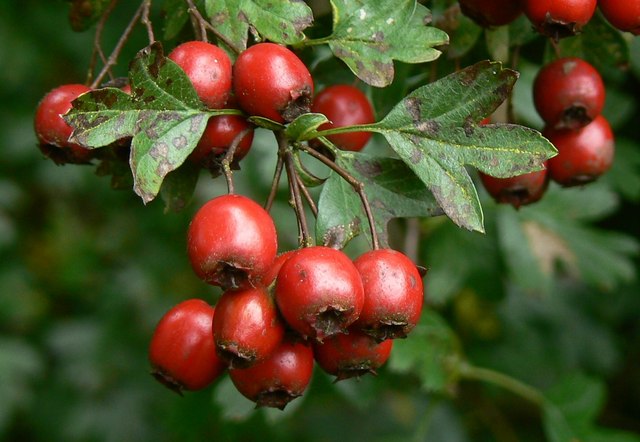 Hawthorn and Valerian Tincture for Palpitations, Blood Pressure and Circulatory Disorders