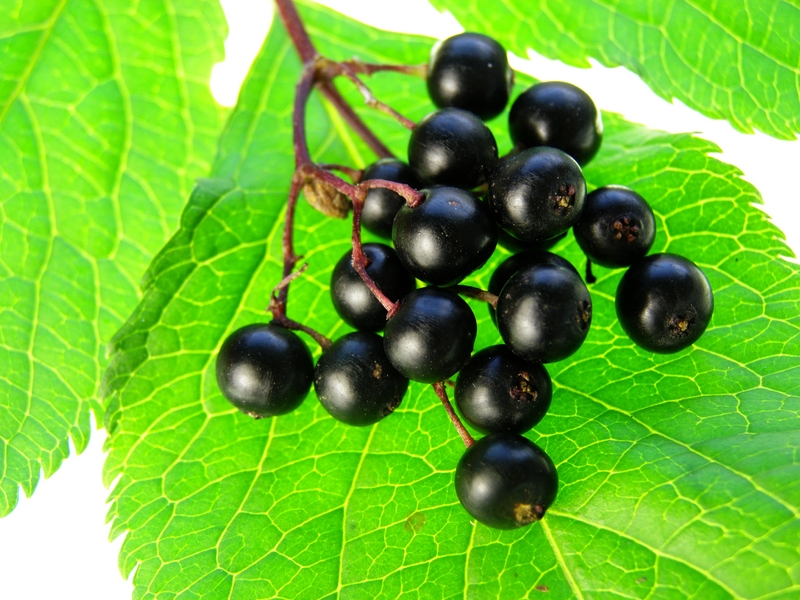 Elderberry – Natural Hair Dye Used by the Romans