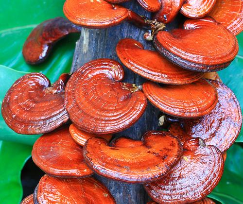 Best Cancer-Healing Mushrooms