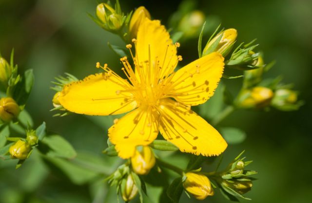 St. John’s Wort Tincture for Depression – Preparation and Administration