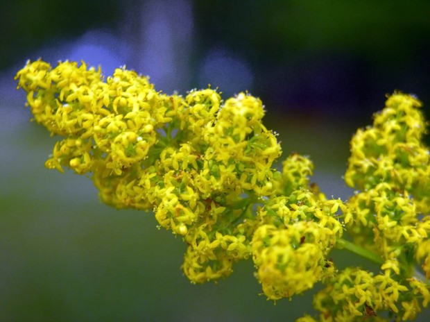Bedstraw Ointment Calms the Painful Beaking Spine – Recipe