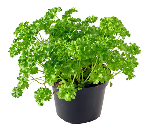 Keep Your Heart and Skin Healthy with Parsley 