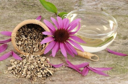 antiviral tea recipe herbal