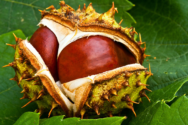 Horse Chestnuts – Miraculous Remedy for Multiple Diseases