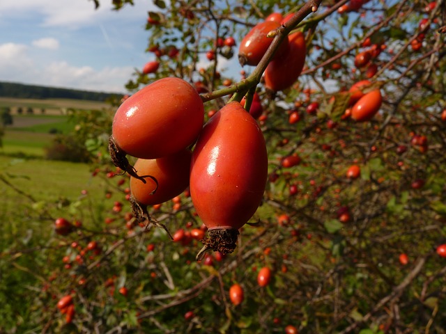 Rose Hip Tea Prevents Heart Failure and Combats Kidney Stones