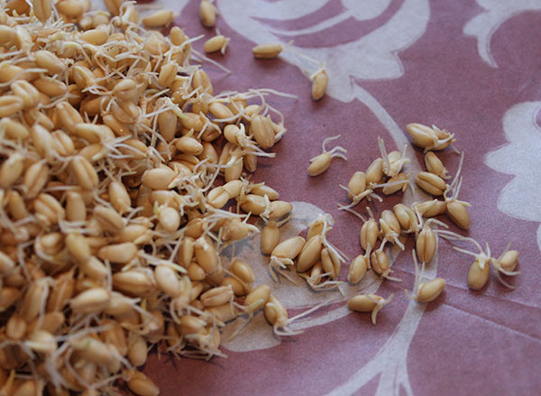 Sprouted Wheat Berries