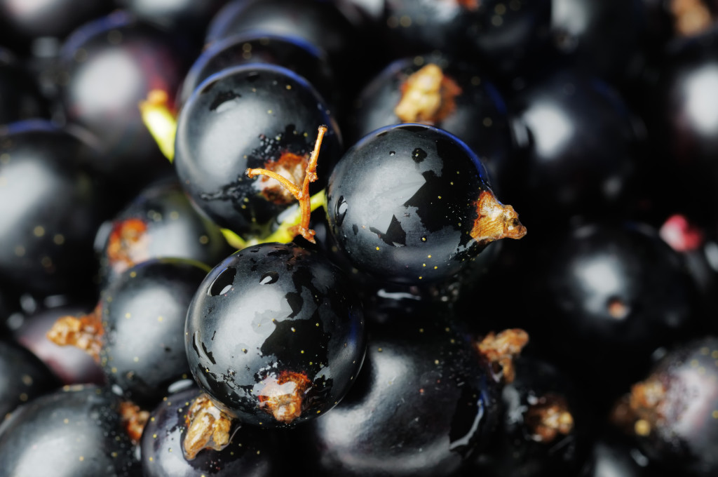 black blueberries stimulate the brain