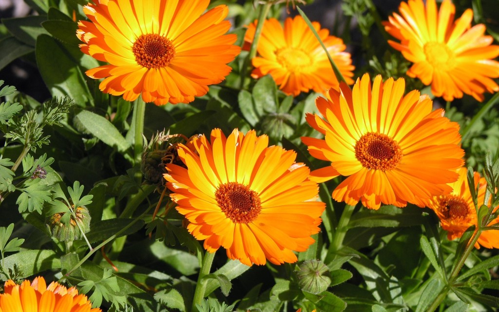 diseases cured by calendula