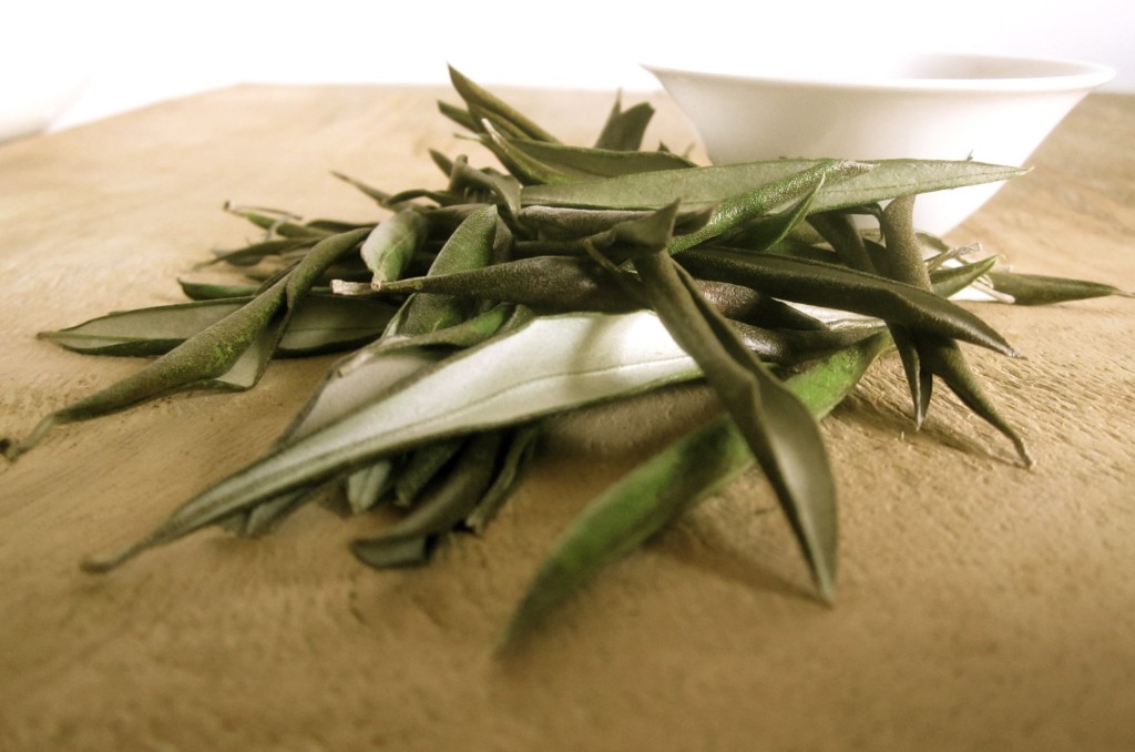 olive leaf tea benefits