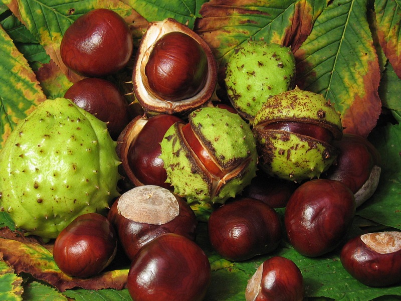 chestnut salve for skin