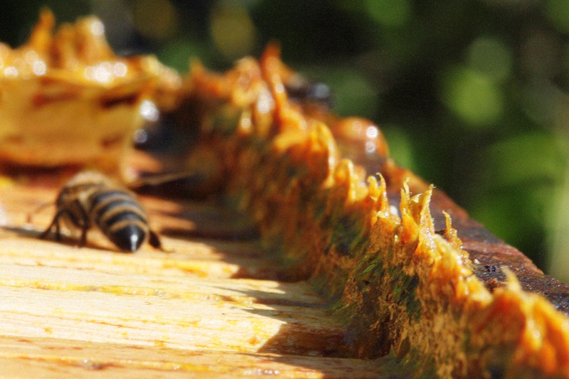 homemade propolis ointment