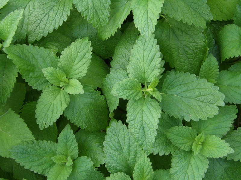 lemon-balm