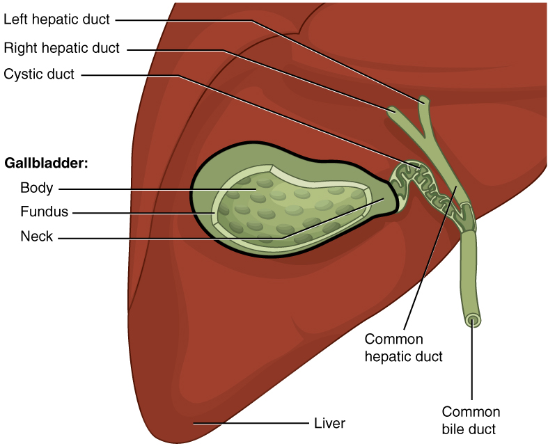 gallbladder cleanse