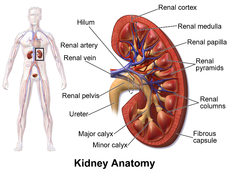 keeping your kidneys healthy