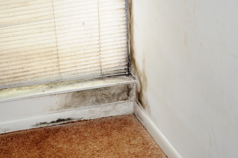 mold illness