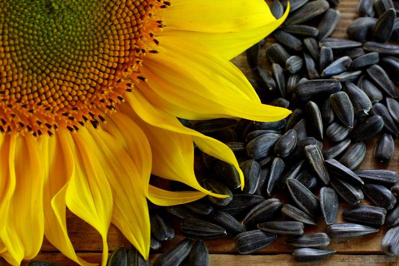 sunflower-seeds-benefits
