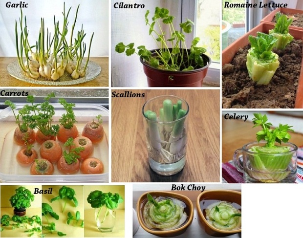 Vegetables-You-Buy-Once-And-Regrow-Forever
