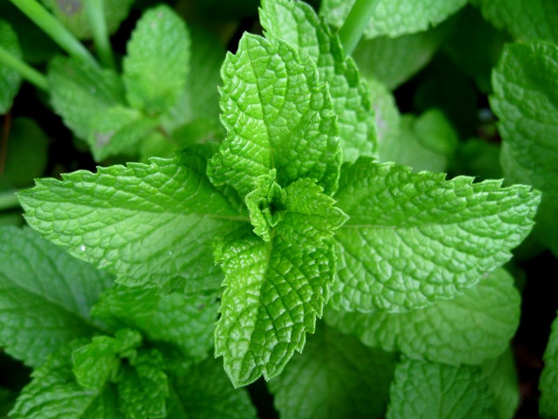 peppermint essential oil for hair growth