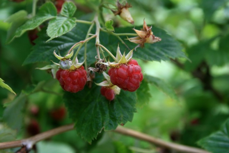 make-your-own-raspberry-leaf-tea-and-discover-its-benefits-top