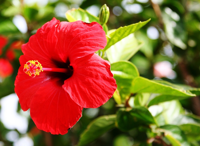 hibiscus hair mask