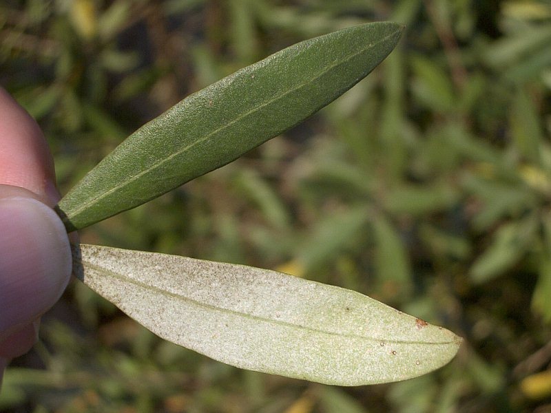 olive leaf extract for diabetes