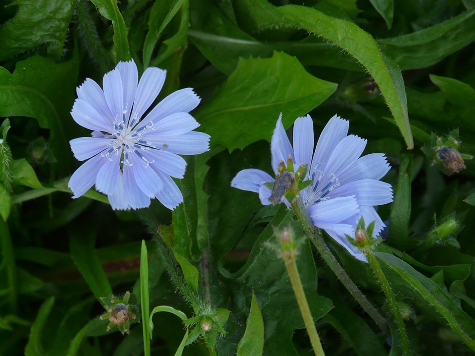 chicory for diabetes