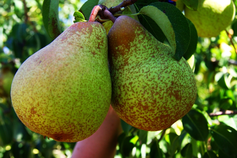 pears benefits