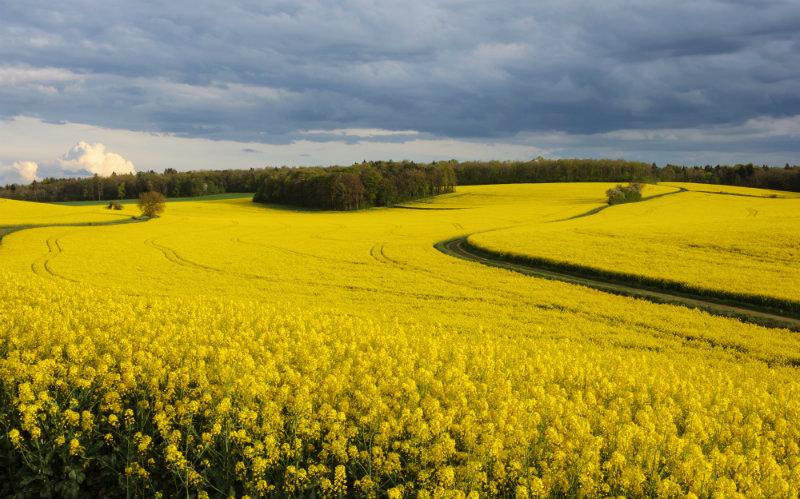 rapeseed oil benefits