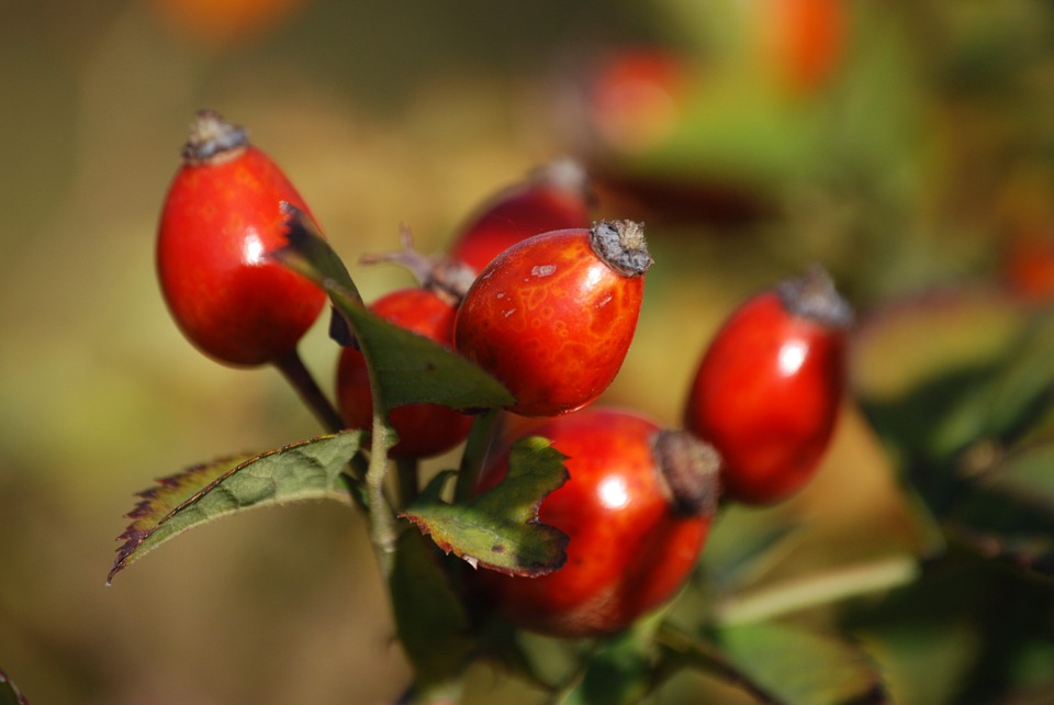 rose hips and painkillers