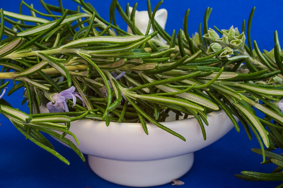 rosemary for head colds
