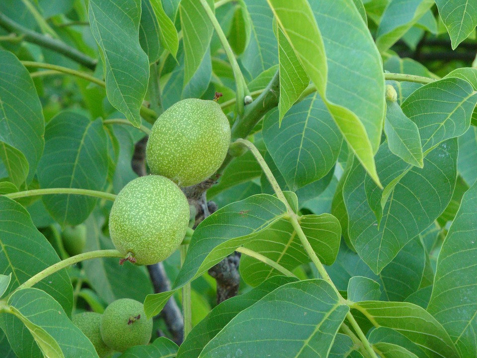 walnut leaves tea