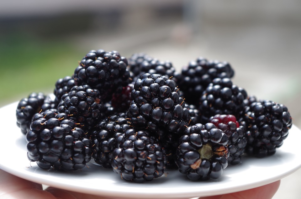 blackberry diet benefits