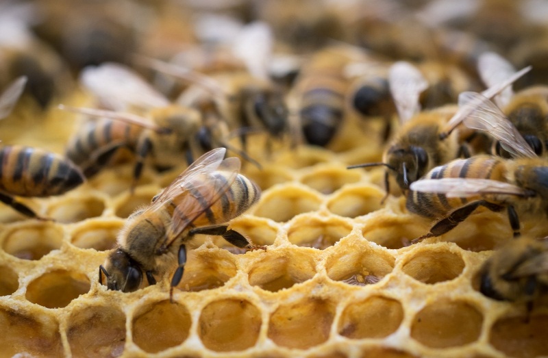honey and pollen recipe