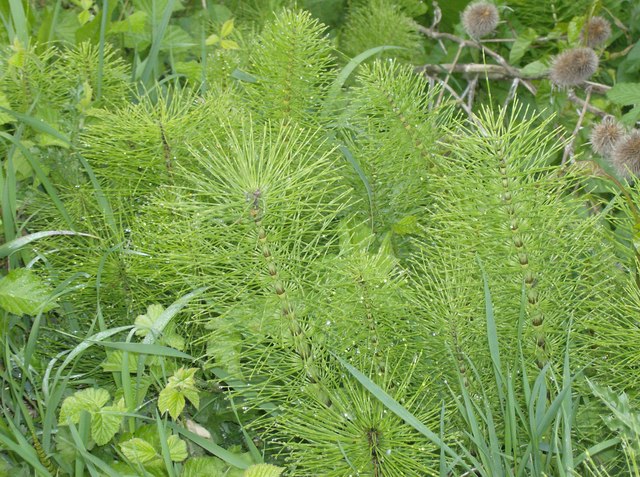 horsetail for blood vessels