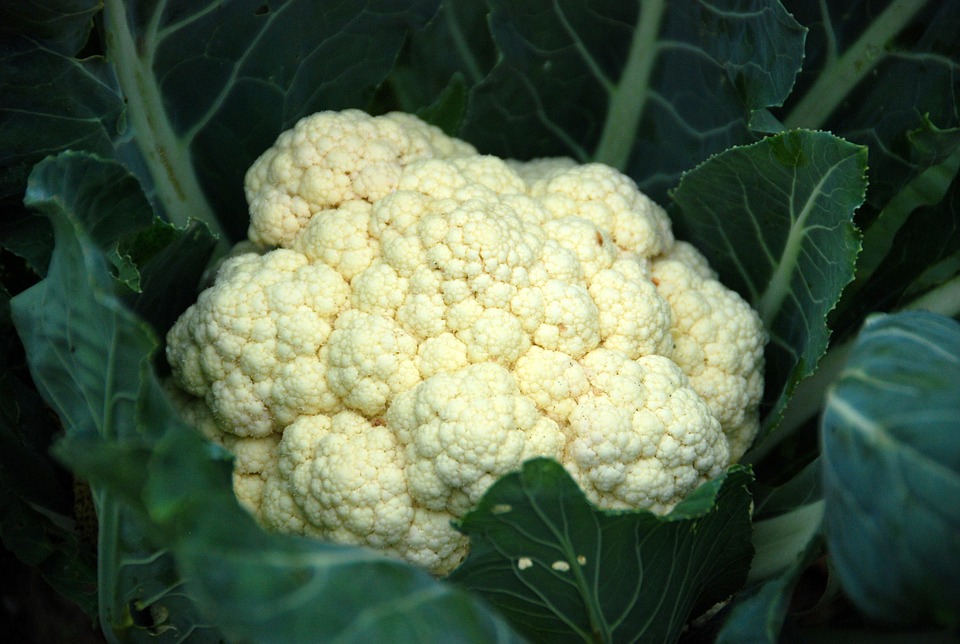 cauliflower-puree-benefits