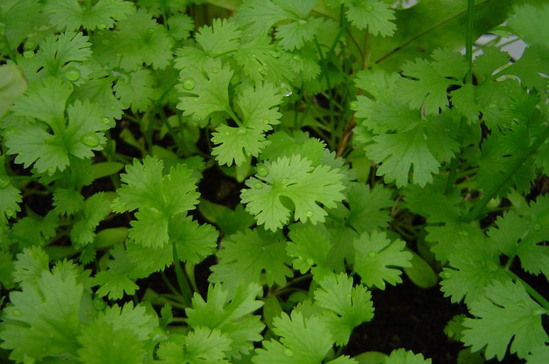 coriander-to-purify-water