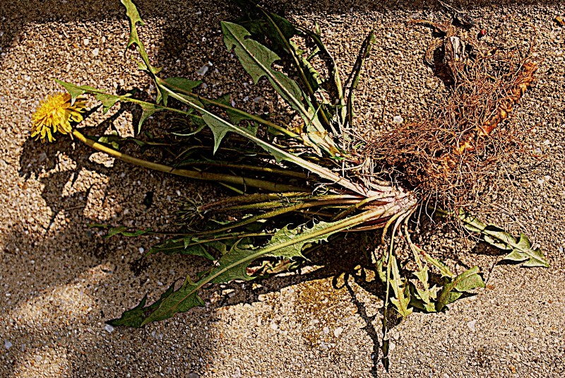 dandelion-root-benefits