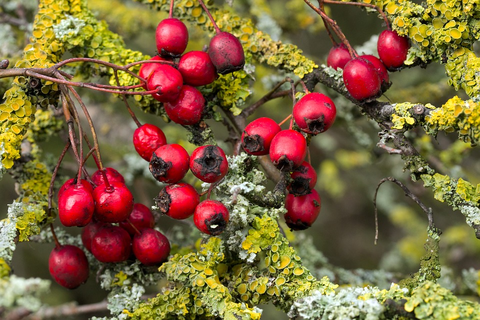 hawthorn-berries-benefits