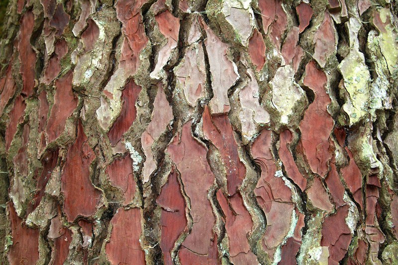 pine-bark-extract