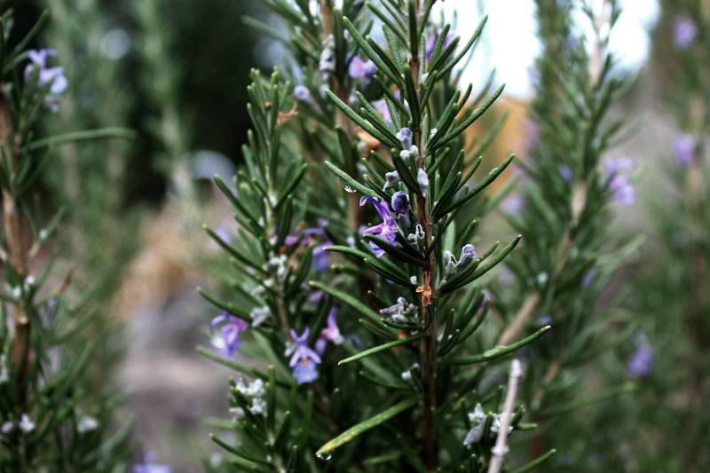 rosemary-tincture-for-the-brain