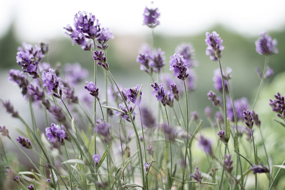 herbs-for-anxiety