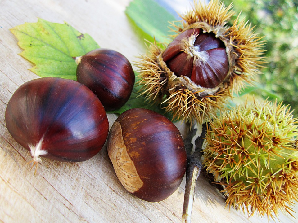 benefits-of-chestnuts
