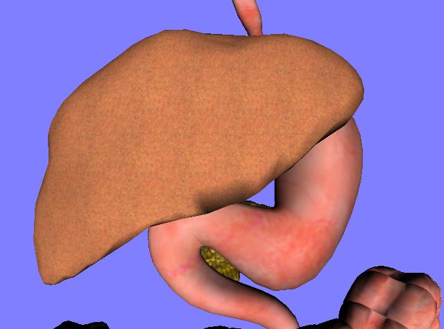 enlarged-liver