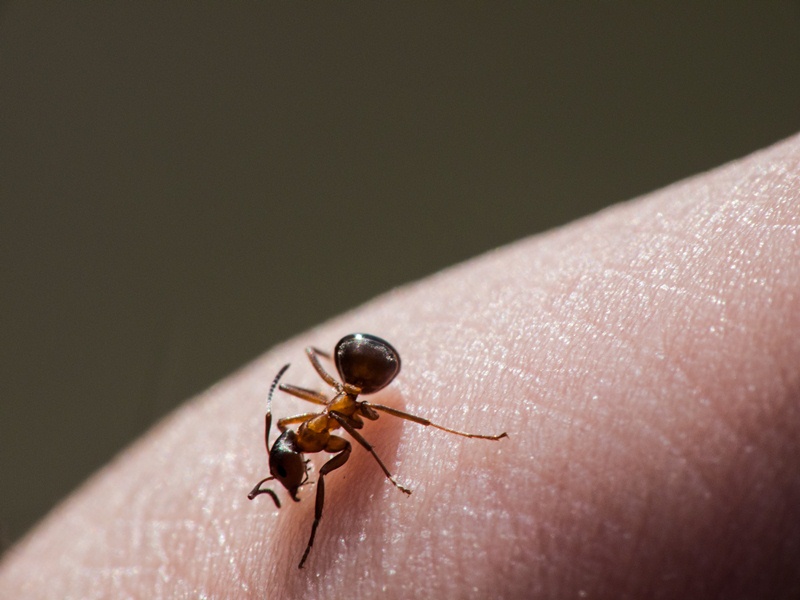 home-remedies-for-ant-bites